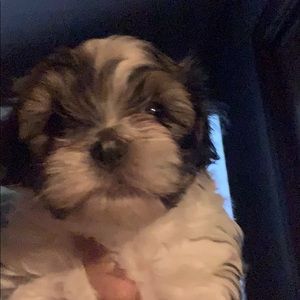 Meet your Posher, Priscilla